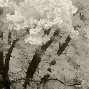 SARA SILKS. Aki (autumn)