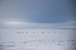 PAT KANE. Caribou at Lac de Gras, 2021