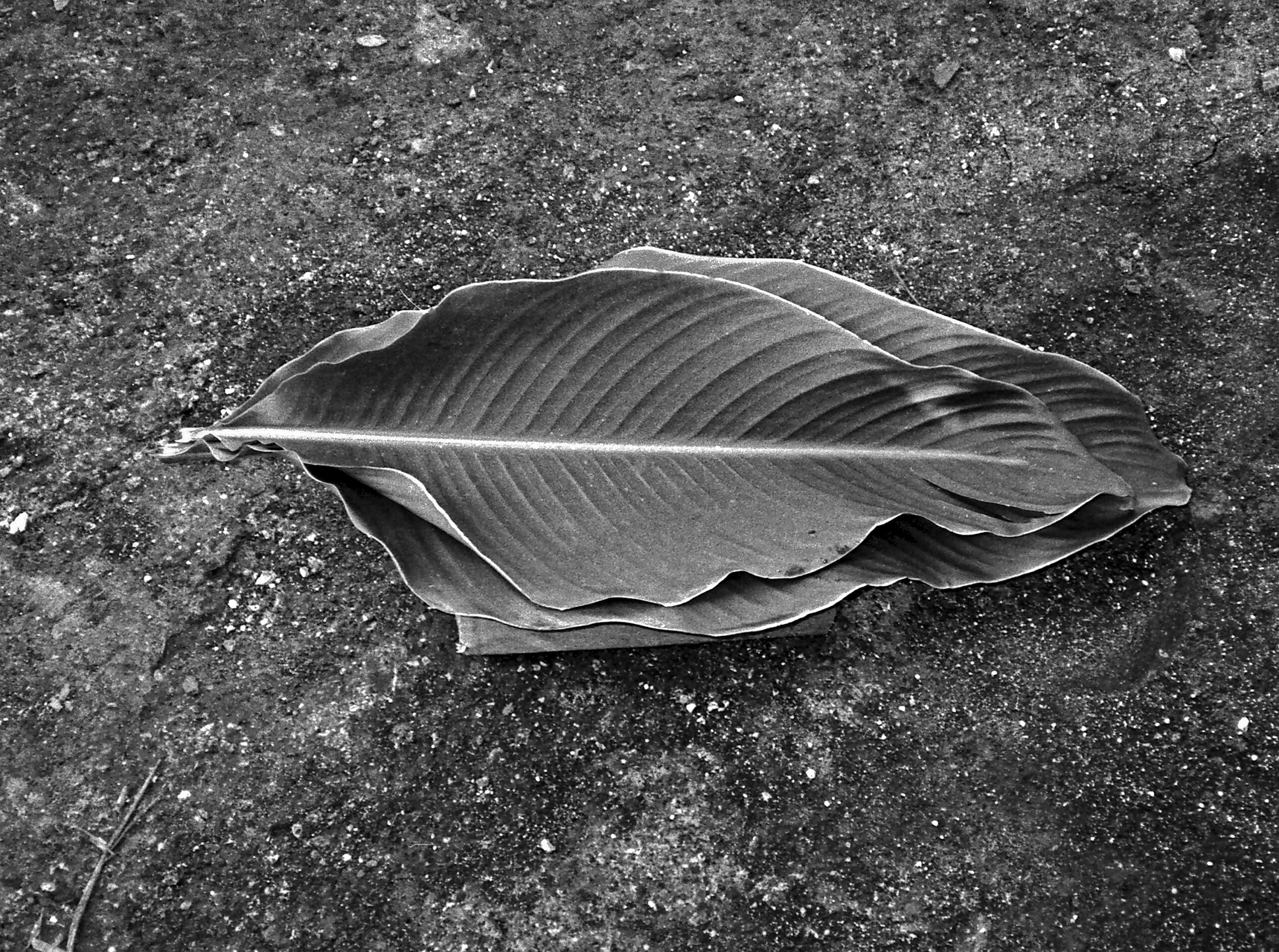 MARUCH SÁNTIZ GÓMEZ. CH’UCH’ | Hoja de Bejao | Bejao leaf.