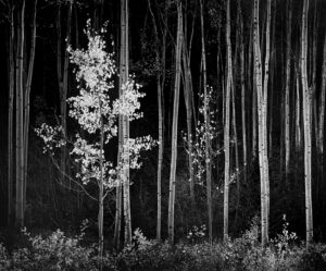 ANSEL ADAMS. Aspens, Northern New Mexico, 1958